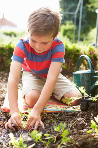 Boy Planting Seedlings In Ground On Allotment
