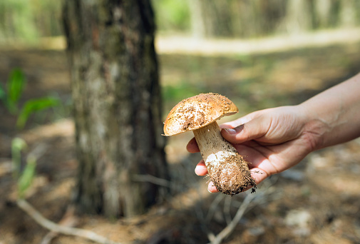 Hand with a mushroom